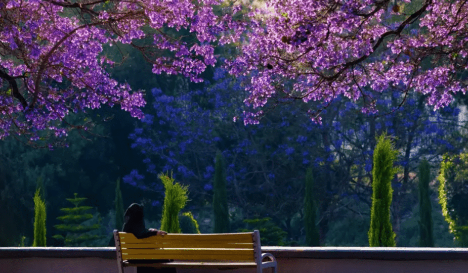 Destinasi Wisata Arab Saudi