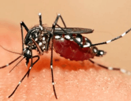 Nyamuk Golongan Darah O