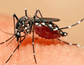 Nyamuk Golongan Darah O