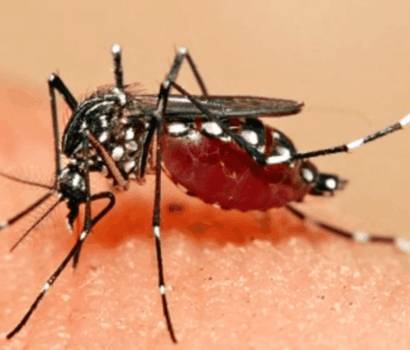 Nyamuk Golongan Darah O