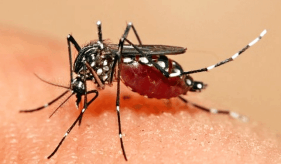 Nyamuk Golongan Darah O