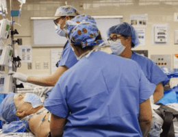 Transplantasi ginjal babi