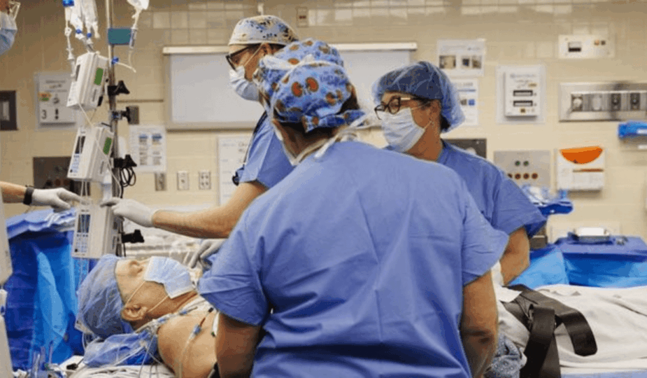 Transplantasi ginjal babi